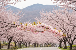 Stock Photo of Landscape park, pink trees,flower korea, japan, asia