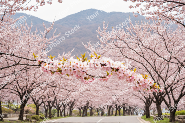 Stock Photo of Landscape park, pink trees,flower korea, japan, asia