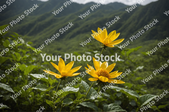 Stock Photo of Vietnam yellow flower in the mountains