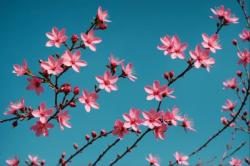 Branch with pink flower tree and blue sky