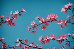 Stock Photo of Branch with pink flower tree branch and blue sky