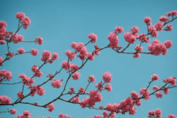 Stock Photo of Branch with pink flower tree branch and blue sky big
