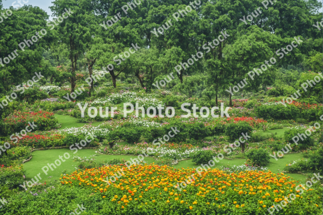 Stock Photo of Park garden nature big trees and flowers