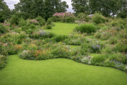 Stock Photo of Garden of dreams with grass flowers and trees on the background