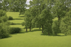 Stock Photo of Trees on the park with grass carpet