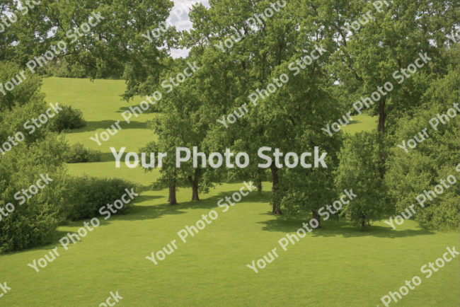 Stock Photo of Trees on the park with grass carpet