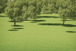 Trees on the park with grass carpet