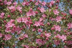Branch of pink flowers on the tree