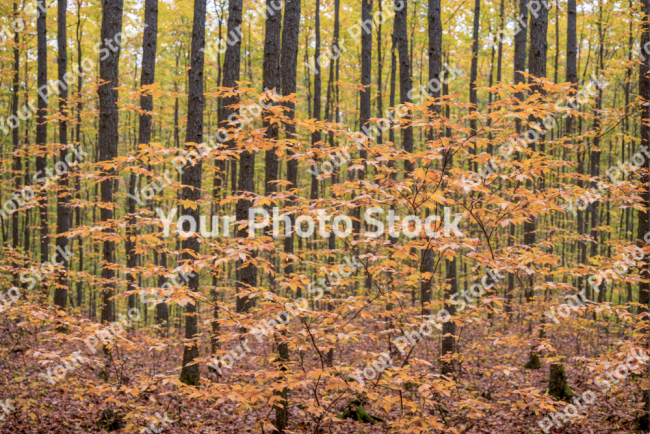 Stock Photo of Forest in autumn overcast day