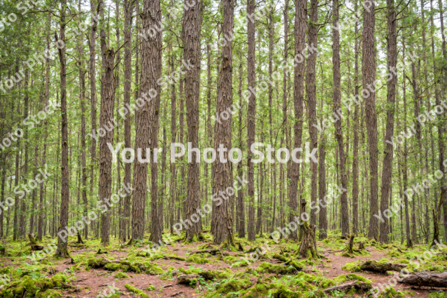 Stock Photo of Green forest on the day big trees