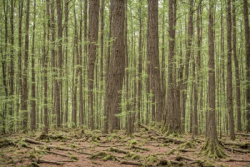 Stock Photo of Green forest on the day big trees