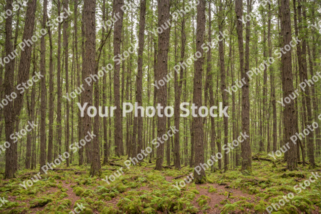 Stock Photo of Green forest on the day big trees