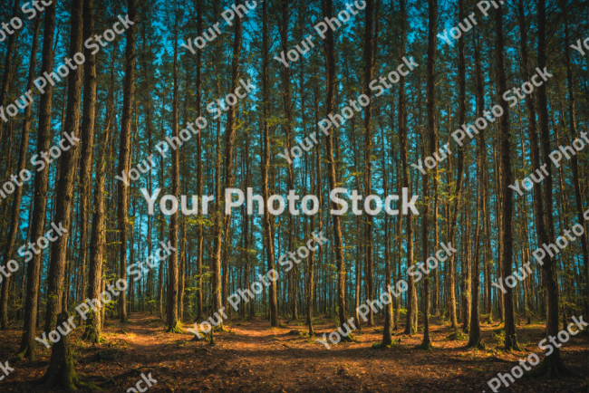 Stock Photo of Forest Sunset inside trees,night and day