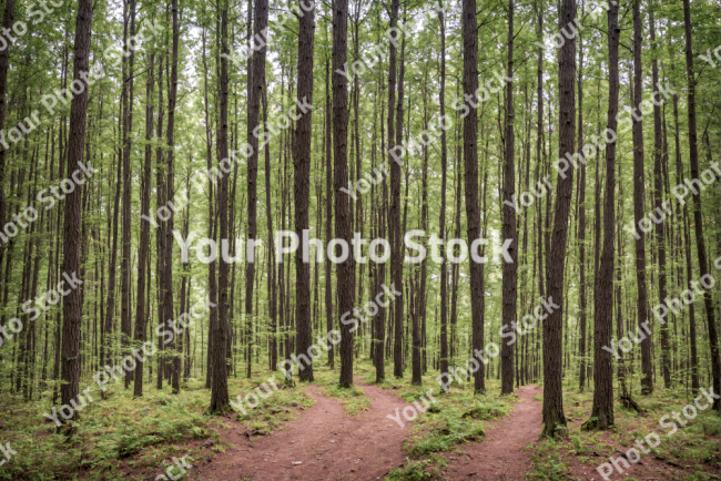 Stock Photo of Day on the forest, road with trees