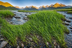 Stock Photo of River in the mountains with green grass in the morning