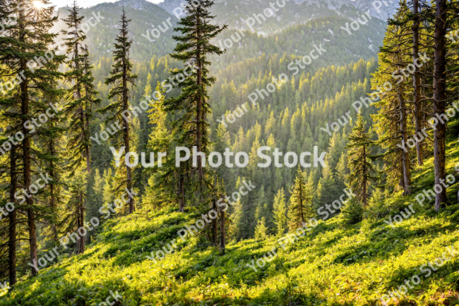 Stock Photo of Long pine forest with grass sunny alpine morning