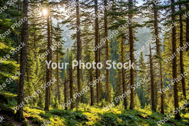 Stock Photo of Alpine forest in the morning green nature with grass