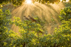 Stock Photo of Birds on tree branch with sun in the backgrond