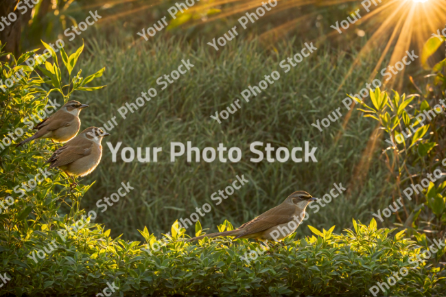 Stock Photo of Birds on the nature looking to the side