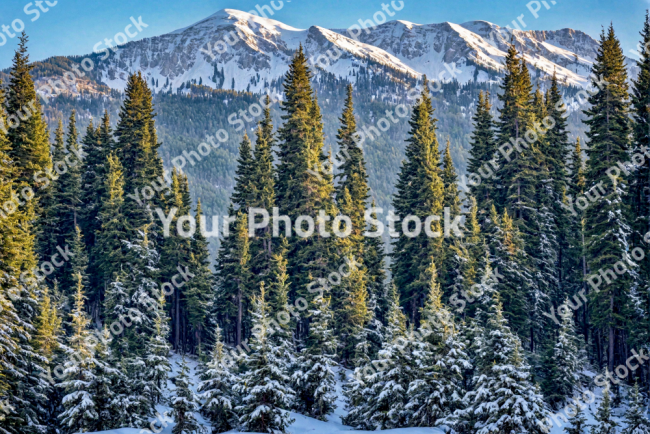 Stock Photo of Forest large pine trees with snow on cold landscape