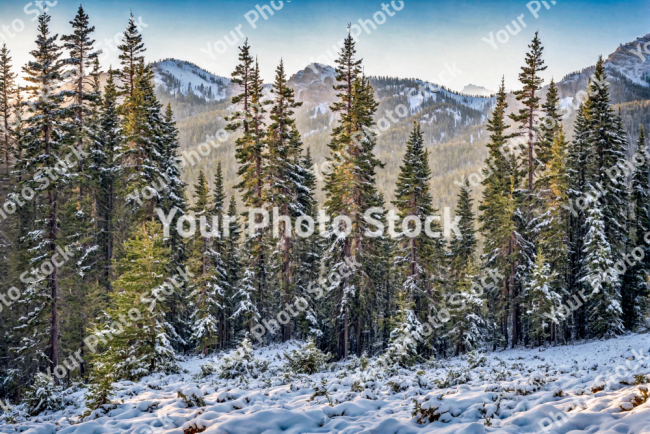 Stock Photo of Pine forest trees in the mornign cold scene