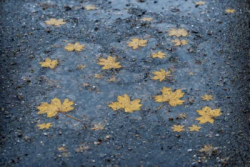 Stock Photo of Leaves on the concrete ground and puddles sad melancolic scene