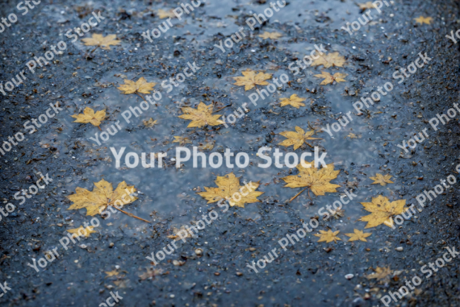 Stock Photo of Leaves on the concrete ground and puddles sad melancolic scene