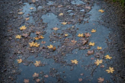 Stock Photo of Ground with small yellow Leaves oin autum and puddles
