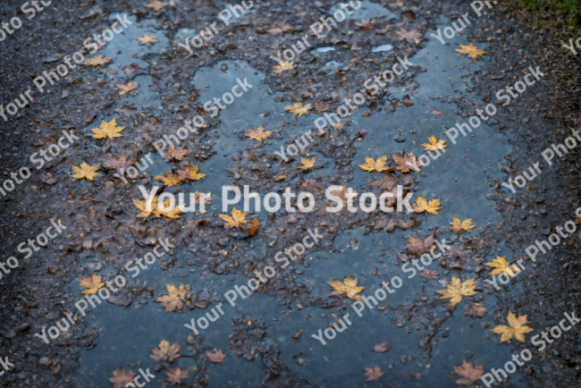 Stock Photo of Ground with small yellow Leaves oin autum and puddles