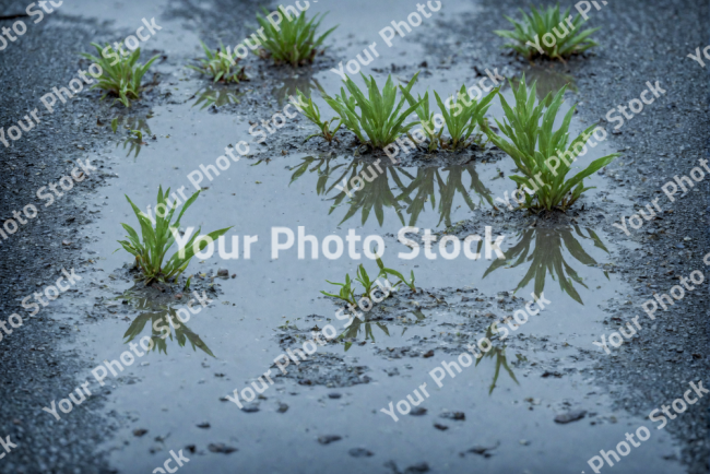 Stock Photo of Grass growing on the concrete sad scene