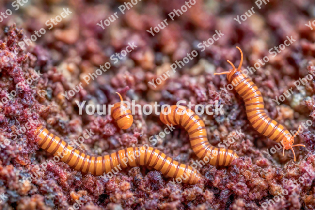 Stock Photo of Macro image of worms in the ground