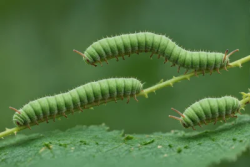 Stock Photo of Caterpillar macro image on leaf