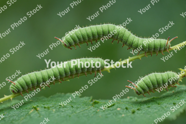 Stock Photo of Caterpillar macro image on leaf