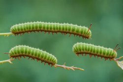 Caterpillar macro image green on branch