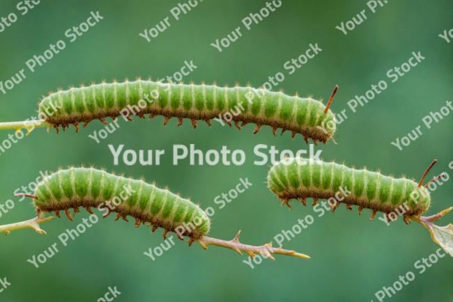 Stock Photo of Caterpillar macro image green on branch