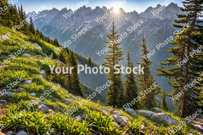 Stock Photo of Forest mountains landscape in the morning big pines trees