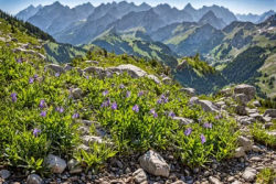 Violet flowers on the big landscape with rocks grass and mountains