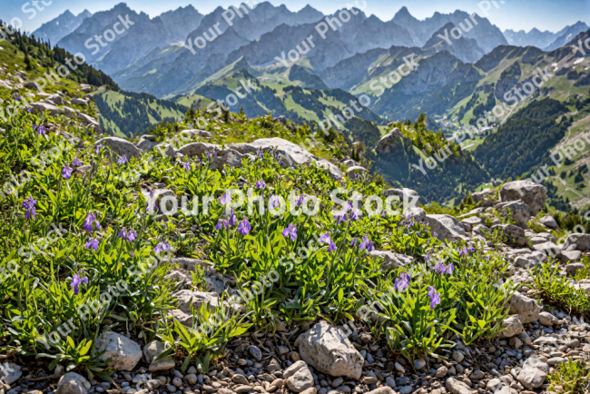 Stock Photo of Violet flowers on the big landscape with rocks grass and mountains