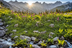 Stock Photo of Pink flowers on the landscape with river and mountains on the background sunset