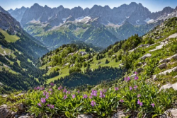 Stock Photo of Violet flowers in landscape with forest and mountains