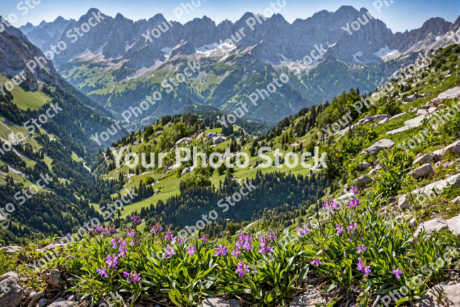 Stock Photo of Violet flowers in landscape with forest and mountains