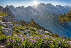 Stock Photo of Pink flowers in the landscape beautiful nature in the mountain with rocks