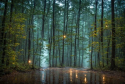Stock Photo of Night raining Forest with fog in the road