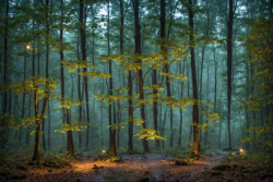 Stock Photo of Night in the forest with big trees and rain puddles