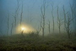 Fog volumetric in the nature morning horror