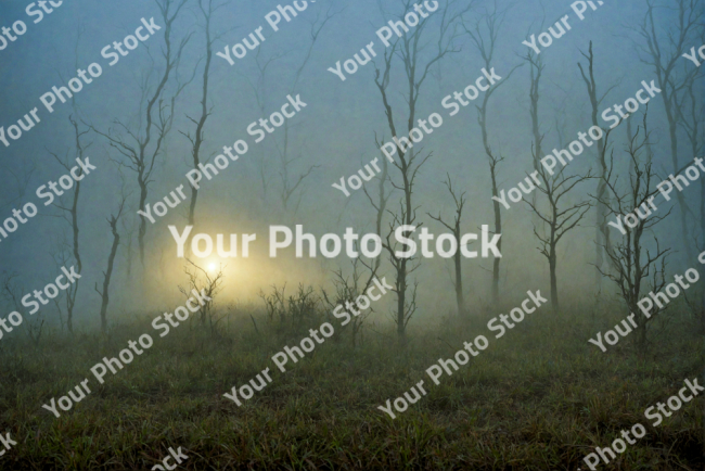 Stock Photo of Fog volumetric in the nature morning horror