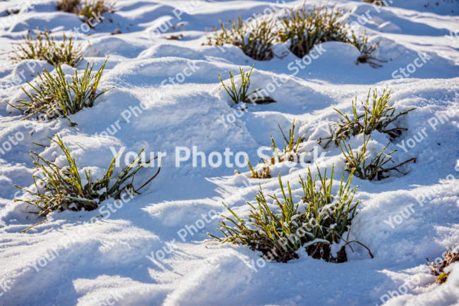 Stock Photo of Snow in the ground morning time with grass