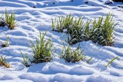 Stock Photo of Grass in the snow cold enviroment