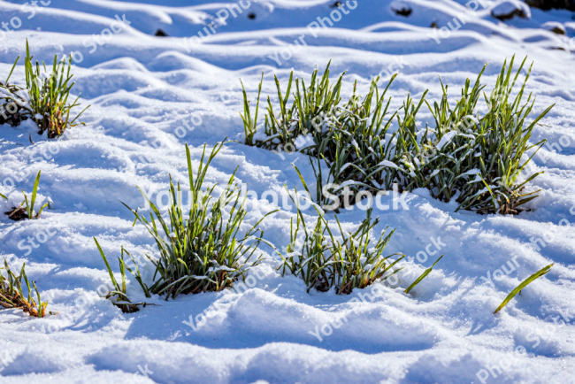 Stock Photo of Grass in the snow cold enviroment