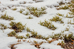 Stock Photo of Small grass in the snow macro scene